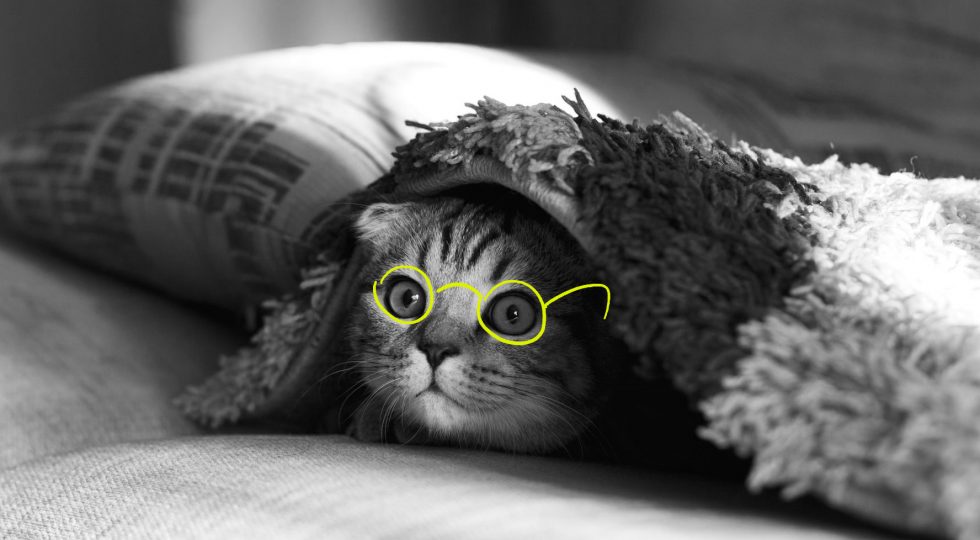 a cat wearing eyeglasses